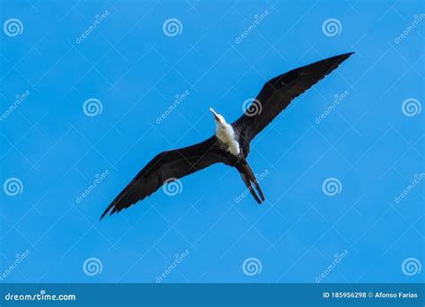 Magnificent Frigate Bird Flying In The Sky Fregata Magnificens Are A