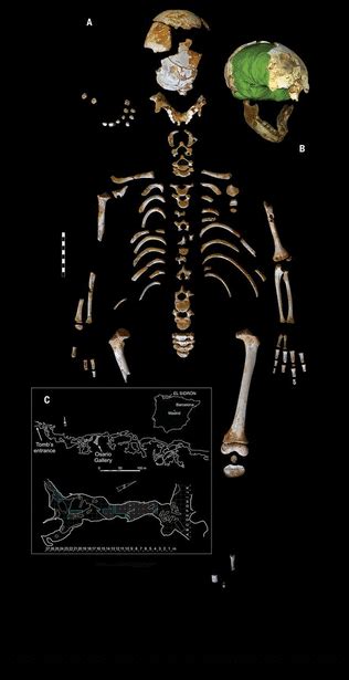 The Growth Pattern Of Neandertals Reconstructed From A Juvenile