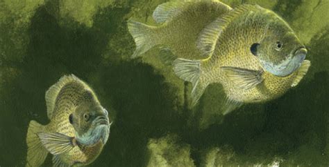 sunfish spawn process  fisherman
