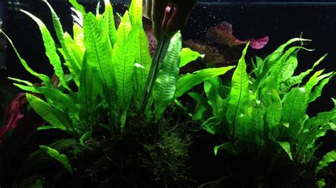 Java Fern: Species, Planting, Growth, and Care - FishLab