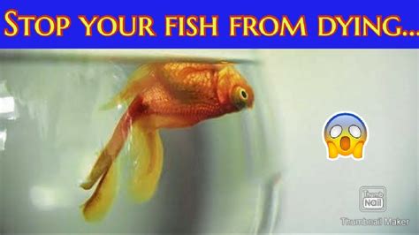 How To Care Molly Fish Frys 4th Weeks Update On Molly Fish Frys