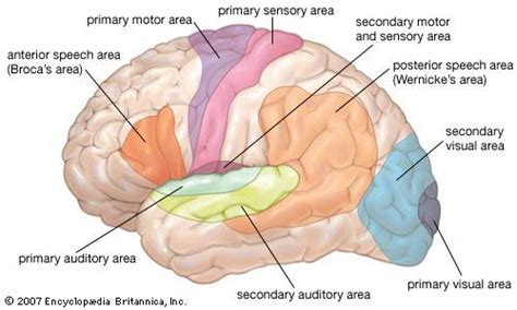 Wernicke area | anatomy | Britannica.com