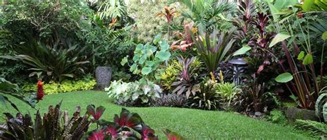 How To Create A Tropical Garden Palmers Garden Centre