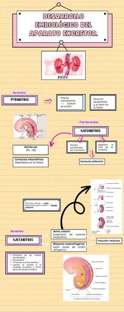 Desarrollo embriológico del aparato excretor DAYAN ARMIJOS uDocz