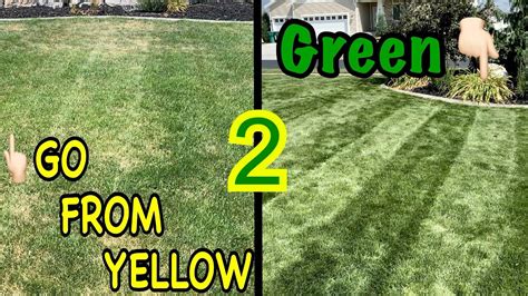 How To Recover A Lawn From Pest Damage And Summer Stress Any Time