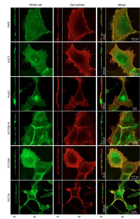 Subcellular Localization Of Wild Type And Mutant Podoplanin Proteins