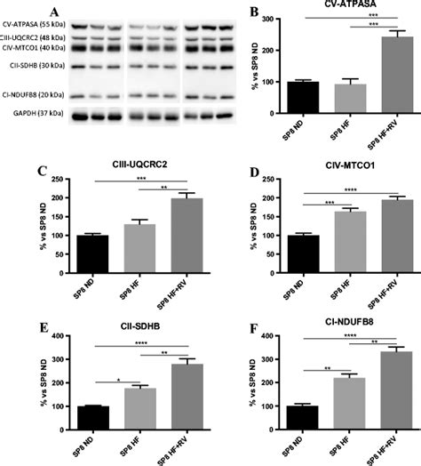 A Representative Western Blot For Oxidative Phosphorylation Oxphos