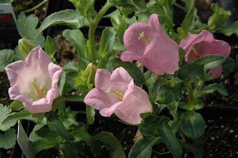 Champion Pink Canterbury Bells Campanula Champion Pink In Winnipeg