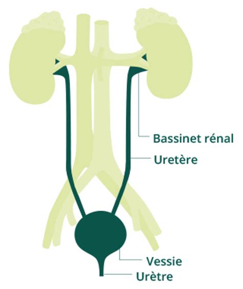 Infection Des Voies Urinaires Origine Et Traitement