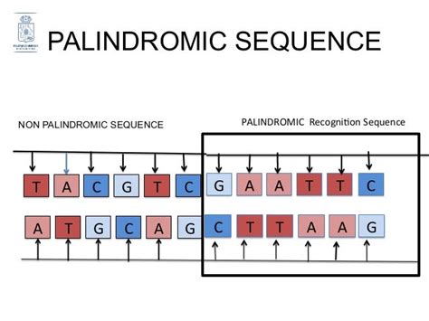 GENOME EDITING IN MITOCHONDRIAL DISEASES