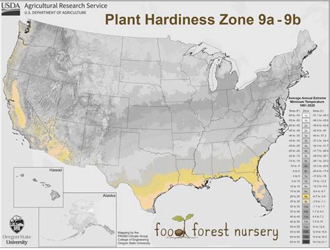 Fruit Trees For Zone 9 - Heat-Loving Varieties For Warm Climates