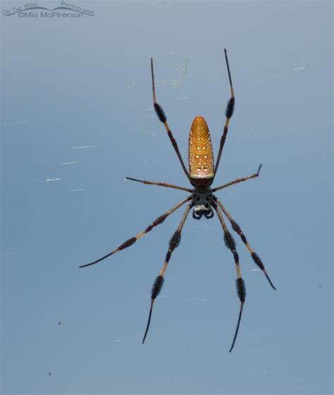 Things That Bug Me Golden Silk Spider On The Wing Photography