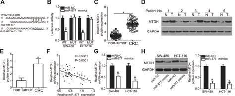 Mtdh Is A Direct Target Gene Of Mir In Crc Cells A A Sequence