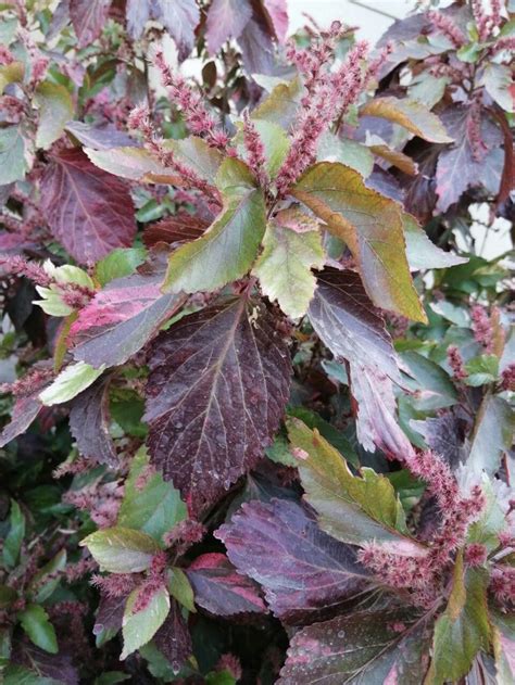 Pin By Heba Muhammad On Cairo Opera House Plant Leaves Plants Garden