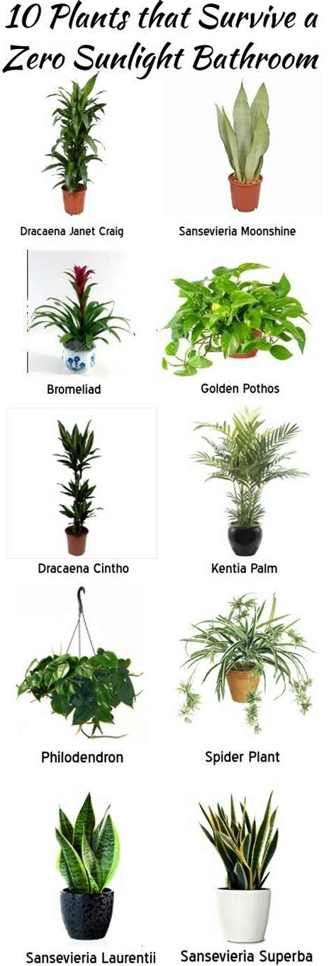 66 best Real Palm Trees Identification images on Pinterest