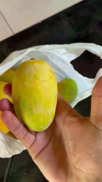 Mango Season 🥭🥭🥭🥭🥭 Youtube