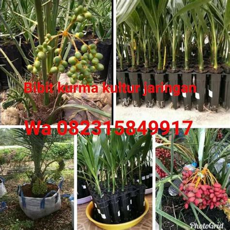 Jual Co Bibit Buah Kurma Kultur Jaringan Ecer Dan Grosir Buah Kurma