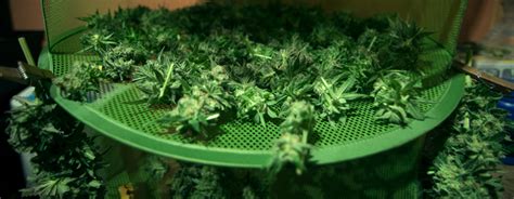 Organic Vs Synthetic Nutrients For Growing Cannabis - RQS Blog