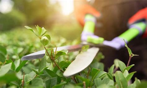 Jardinagem Para Iniciantes 8 Dicas Essenciais