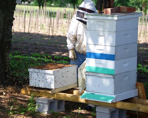 The Peace Bee Farmer Deep Or Illinois