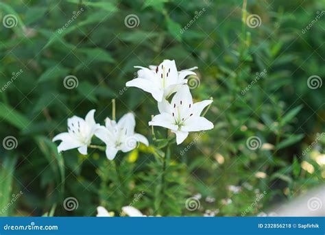 Beautiful Lily Flower On A Background Of Green Leaves Lily Flowers In