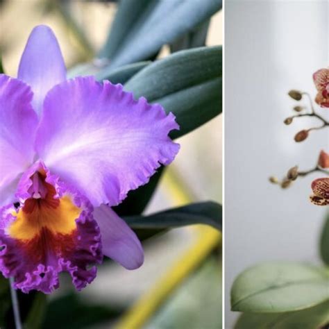 Como cuidar de orquídeas no vaso de plástico 7 dicas