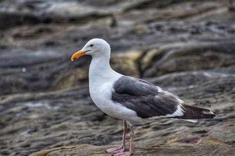 Close-up Photo of Albatross Bird · Free Stock Photo