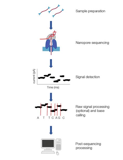 7 | Overview of MinION sequencing workflow. Modified from Rang et al ...