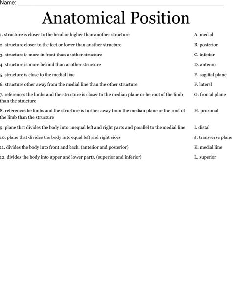 Anatomical Position Worksheet