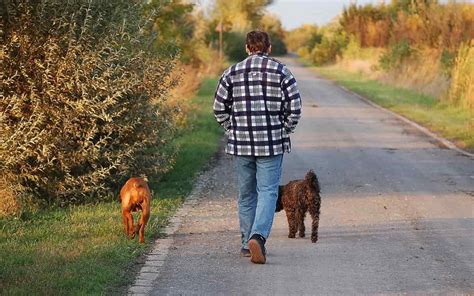 Como Enseñar A Un Perro A Pasear Con Correa Cómo Enseñar