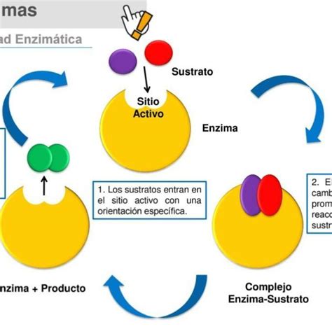 Sintético 97 Foto Papel De Las Enzimas Y El Atp En El Metabolismo Alta