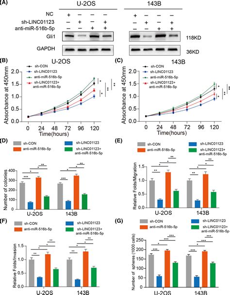 MiR561b5p Inhibition Partly Rescued The LINC01123 Knockdown Effect In