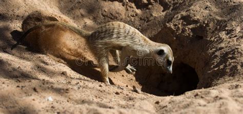 Suricate Meerkat Suricata Suricata Kgalagadi Transfrontier Park