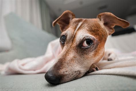 Señales de que tu perro tiene estrés Ciudadanos por México