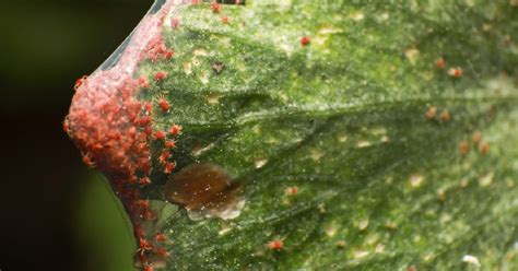 Armon A Vac O Solamente Como Combatir La Ara A Roja En Las Plantas