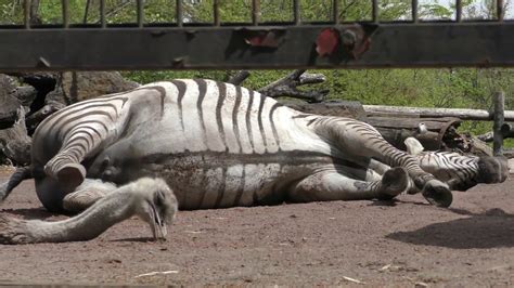 横になるグラントシマウマ 羽村市動物公園 2018年4月8日 Youtube