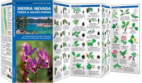 Sierra Nevada Trees & Wildflowers (Pocket Naturalist® Guide)