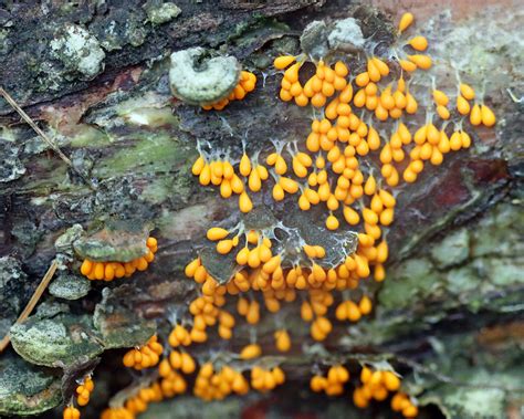 Slime Molds Flickr