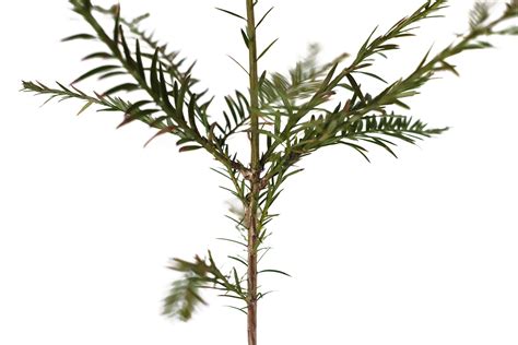 Coast Redwood | XL Tree Seedling – The Jonsteen Company