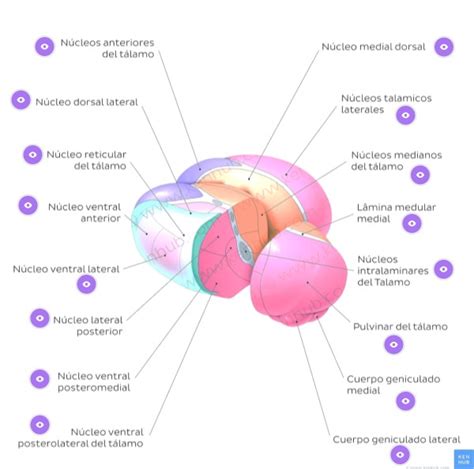 Núcleos del tálamo