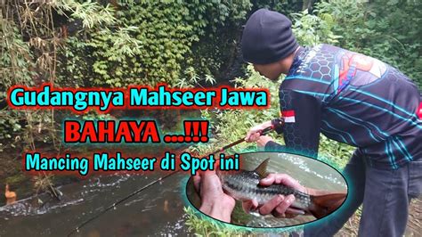 MENGERIKAN Mancing Mahseer Di Spot Ini Ternyata GUDANGNYA MAHSEER JAWA