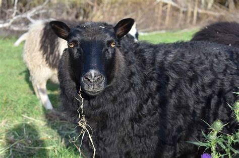 Why The Icelandic Sheep Is Perfect For Homestead And Small Farms