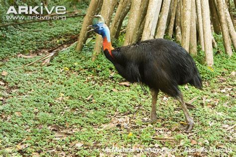 Northern cassowary - Alchetron, The Free Social Encyclopedia