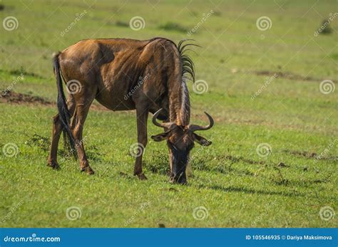 Antelope Wildebeest in Masai Mara in Kenya Stock Image - Image of grass ...