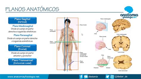 PLANOS ANATÓMICOS Resúmenes de Anatomía y Fisiología YouTube