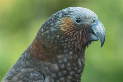 North Island Kaka Parrot 25926471 Stock Photo at Vecteezy