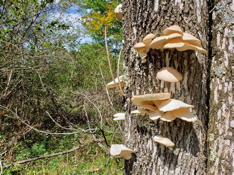 Edible Mushrooms In PA Western Pennsylvania Mushrooms Luther Homestead