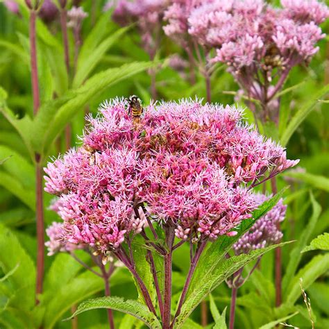 Joe Pye Weed Wildflower Seeds Everwilde Farms