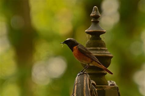 Oiseau Moineau Plumes Jardin Queue Photo Gratuite Sur Pixabay Pixabay