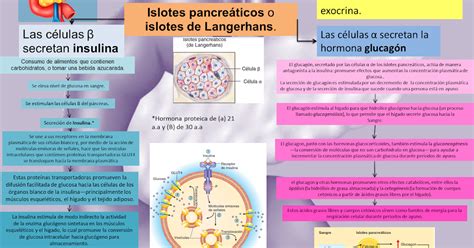 Blog De Fisiolog A Medica Uas Brianda L Pez Hipotalamo Hipofisis